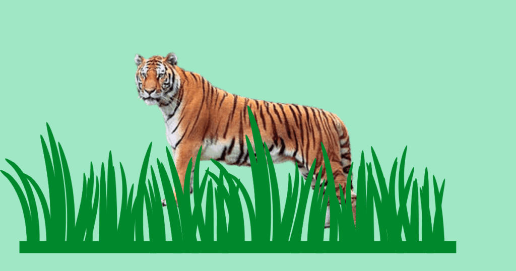 बंगाल टाइगर के बारे में जानकरी (bangal tiger)