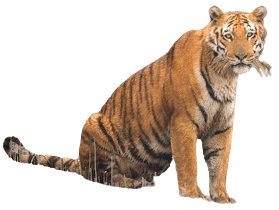 बंगाल टाइगर के बारे में जानकरी (bangal tiger)