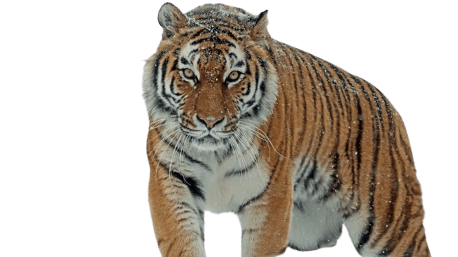 बंगाल टाइगर के बारे में जानकरी (bangal tiger)